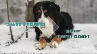 Berner Sennenhund Methusalem aktiv im Schnee