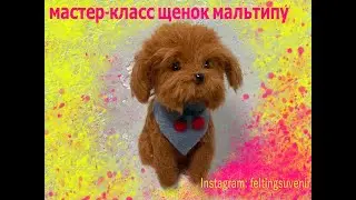 Мастер-класс щенок мальтипу