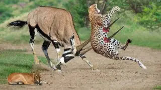 Gemsbok Knock Down Herd Cheetah With Their Horns To Rescue His Baby - Cheetah vs Gemsbok, Wildebeest