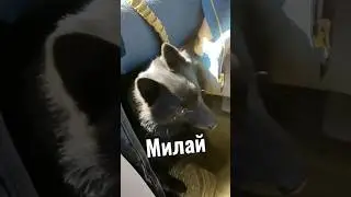 Милай подменил кота Кузика в автопутешествии. #международныйденьовчарки #алтай #shorts #схипперке