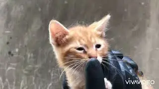 Kedi videosu