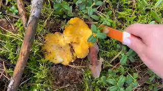 Лисичковый квест#Chanterelle Quest