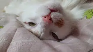 Cat's chin massage and sweet pull-ups!