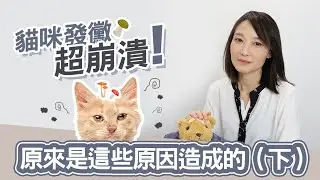 【貓咪發黴超崩潰！原來是這些原因造成的（下）】