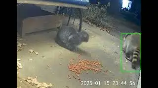 Cat 🐈‍⬛ and a raccoon 🦝 stare down 1/15/25