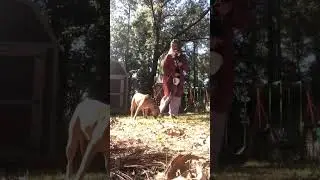 Woman Tries to Make Dog Walk - 1533112-2