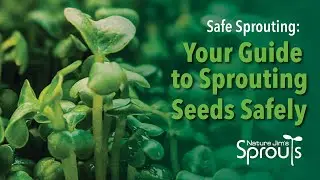 Sprouting Safely: Your Complete Safety Guide To Sprouting Seeds | Nature Jim's