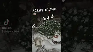 Сантолина. Рождественский декор. Пересадка