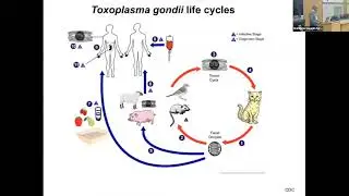 Balancing the host immune response during infection
