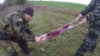 РАЗДЕЛКА ЗАЙЦА РУСАКА