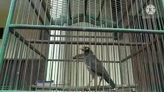 jalak nias betina memancing birahi jalak nias jantan// pas buat pikat jalak nias