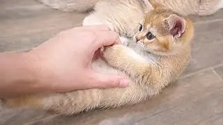 Please, massage my big round belly