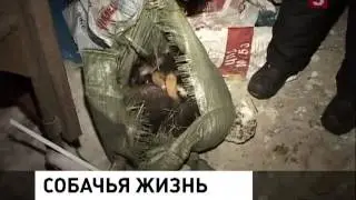 5 tv ru,В Петербурге на помойку выбросили новорожденных щенков