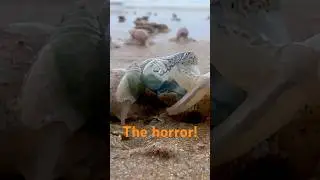 Whelks vs. Portuguese Man o’ War: Coastal Showdown!