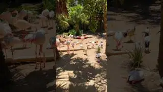 PINK PERFECTION! Red-winged Flamingos Show Off Their Stunning Feathers