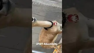 Bird sound