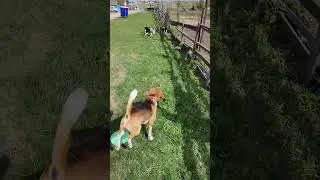 Щенки к продаже #beagle #beagles #lorg #Лорд #бигль