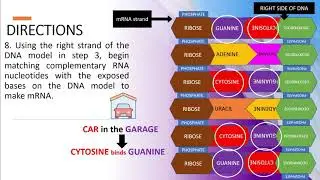 SCIENCE 10 3Q MELC 4: PROTEIN SYNTHESIS-Doing Part only
