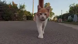 Бабяково (