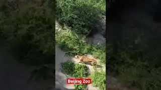 Beijing Zoo 