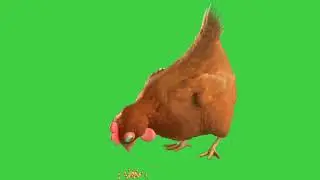 Hen eating green screen animation|Editor G