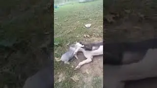 ЗВЕРУШКИ 13