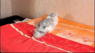 Бешеный кот орет