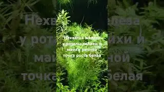 Нехватка железа у аквариумных растений