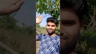 real papita ka ped