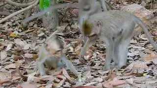 Very funny monkey 😆 bet-tle #monkey #animal #fyp #foryou #fb #video #viral #funny #OMG #wildlife