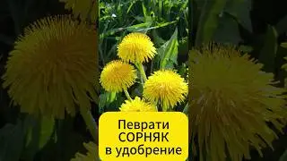 Никогда не выбрасывайте одуванчики! Это полезная подкормка!  