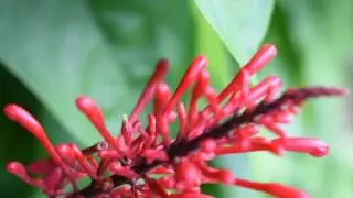 Nikon D3400 Video Test (Macro)
