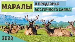 Курорт Аршан. Маралы в предгорье Восточного Саяна. Благородные олени. 