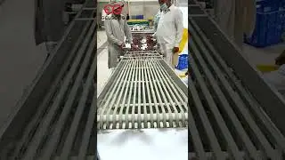 Jujube Dates Sorting Grading Machine With Dates Processing