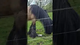 Horses Also Need Haircut #shorts