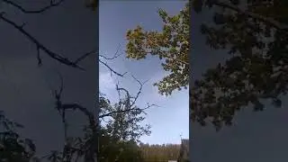 пилим маленький дубок, дерево в проводах