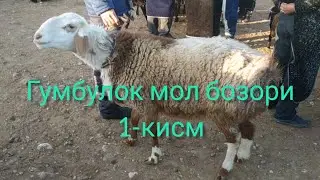 гумбулок мол бозори нархлари 