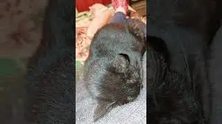 Коллективный отдых А у Вас так бывает? Милые животные #shorts