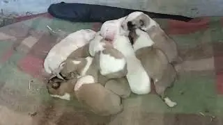Щенки Алабая в возрасте 9 дней