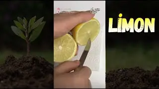 Growing Lemons at Home