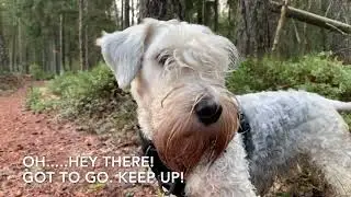 Walking in the forest featuring our cesky terrier - trying out a gimbal just for fun.