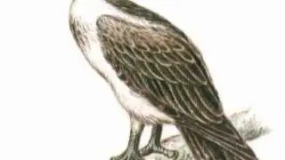 SOUNDS OF NATURE.wmv