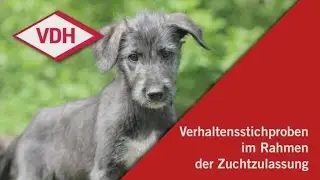 VDH Lehrfilm - Verhaltensstichproben im Rahmen der Zuchtzulassung