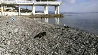 кот охотится за чайкой возле моря