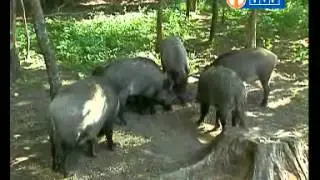 Domowe przedszkole   Skrzaty z planety gnu