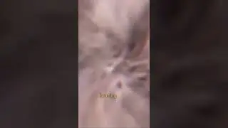 Strange sounds!? From The Euphrates River