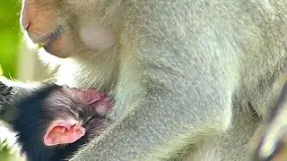 Very Very Sweet , Baby Monkey Get Drink Milk Mom
