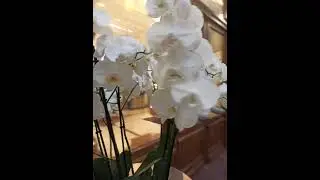 ГУМ, живой звук