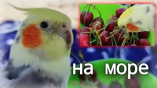 Попугай Корелла Гучи на море!Гучи кушает черешни) Отдыхаем с Гучи!