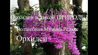 Орхидеи в Дикой ПРИРОДЕ. Смотри какая КРАСОТА! Orchids in the Wild...Хорошего дня! #хорошегодня